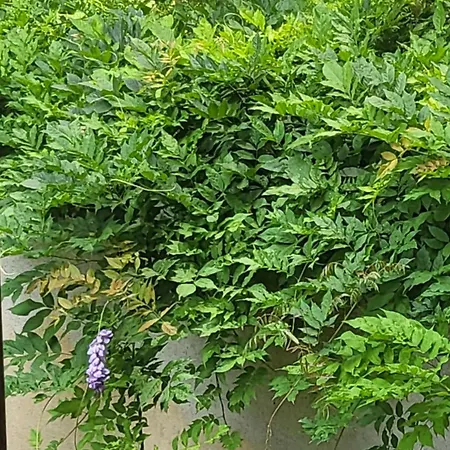 Ma Maison Iris Daire Torino